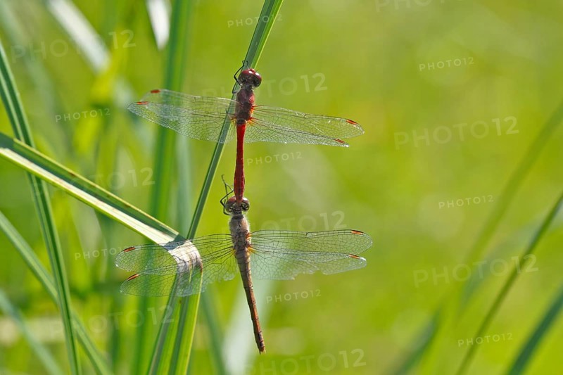 Ruddy darter