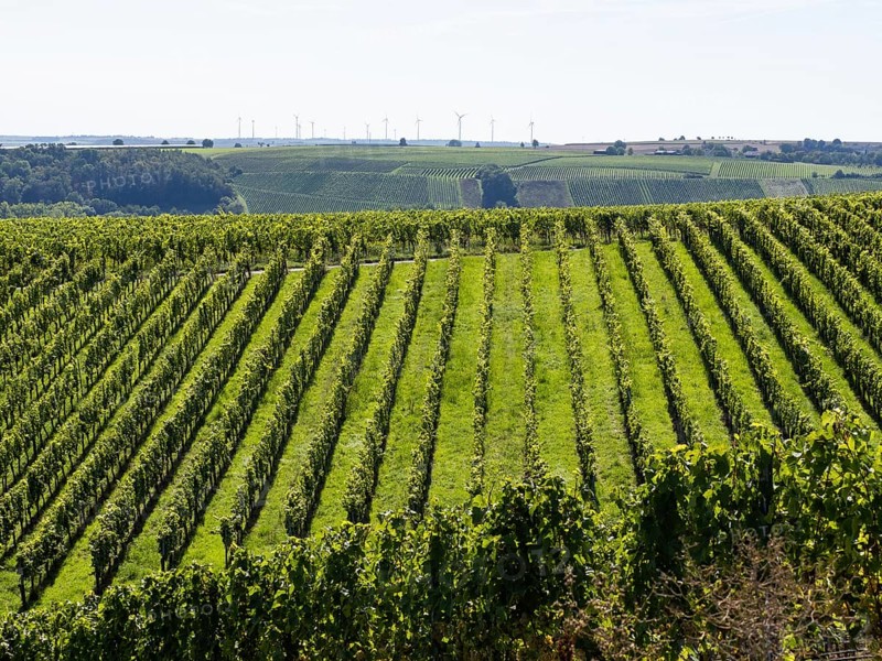 Vineyard