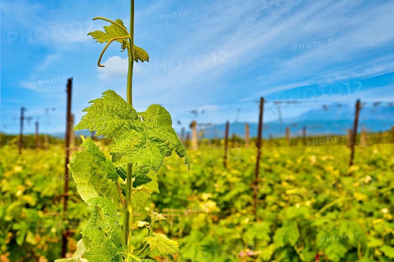 Beautiful vine shoot or tendril in selective focus