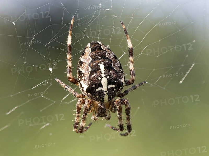 European garden spider