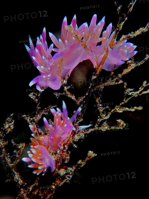 Two specimens of Violet thread snail