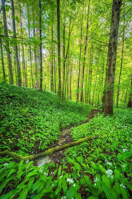Blooming ramson