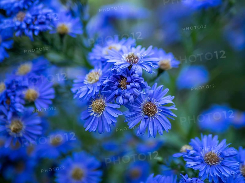 Autumn aster