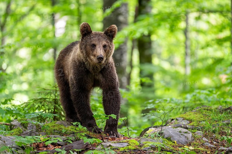 European brown bear