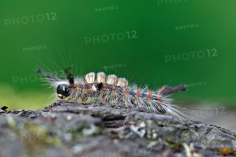 Blackthorn brush moth