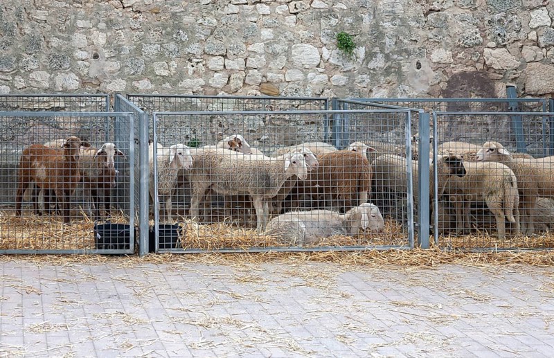 Sheep for sale at weekly market market