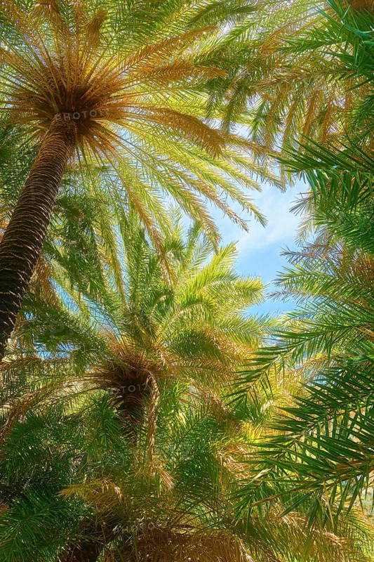 Upshot of Preveli palm forest