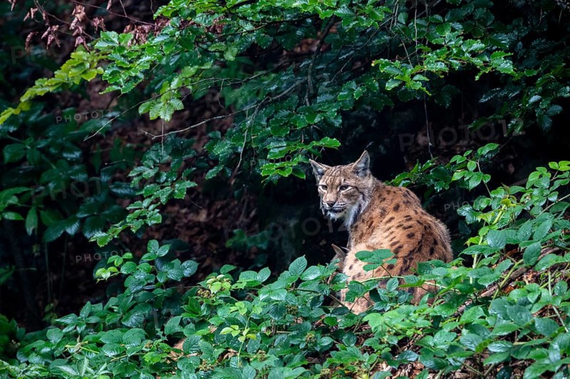 Lynx hiding in the animal enclosure