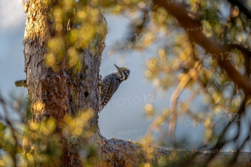 Three-toed Woodpecker