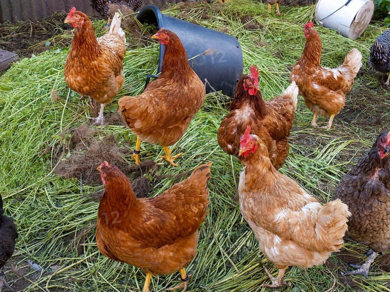 Free-range chickens and green grass in small farm