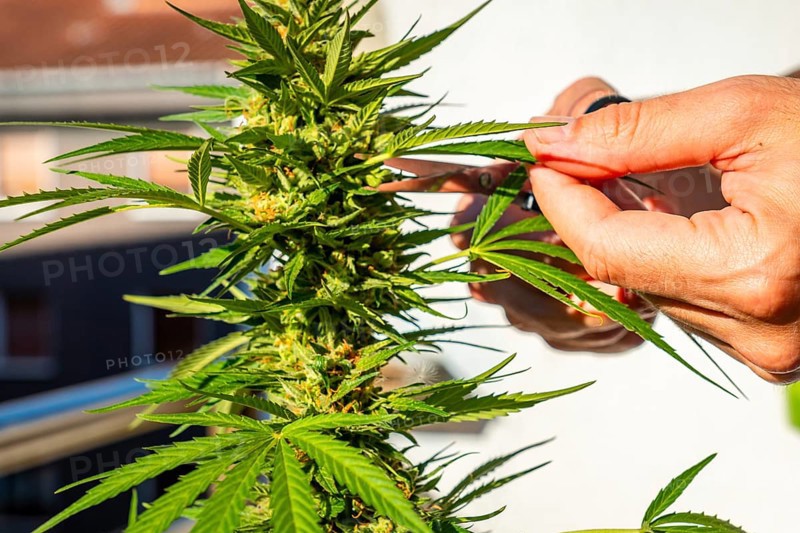 Marijuana buds being cut on a marijuana farm with scissors. medicinal cannabis