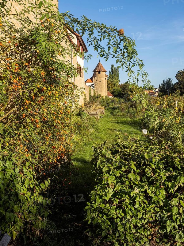 Part of the old town wall and towers