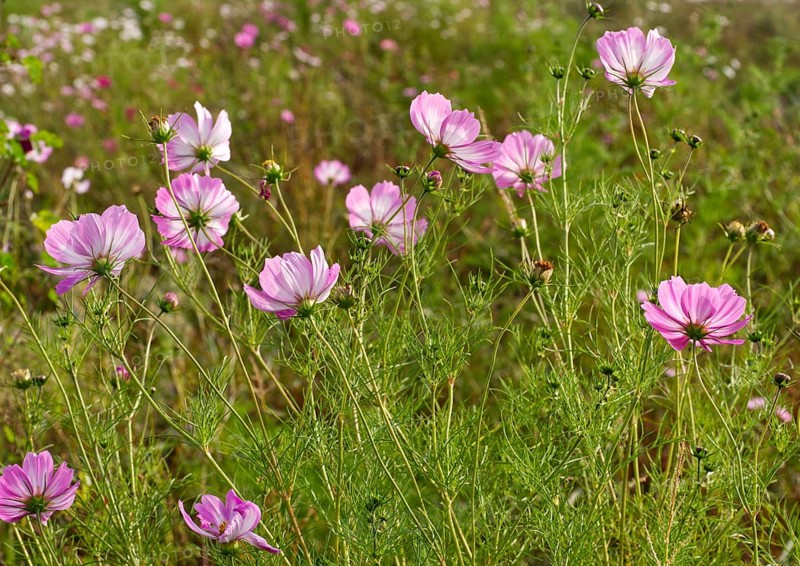 Mallow