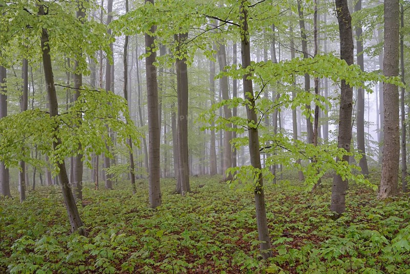 Deciduous forest with natural regeneration in spring with fog