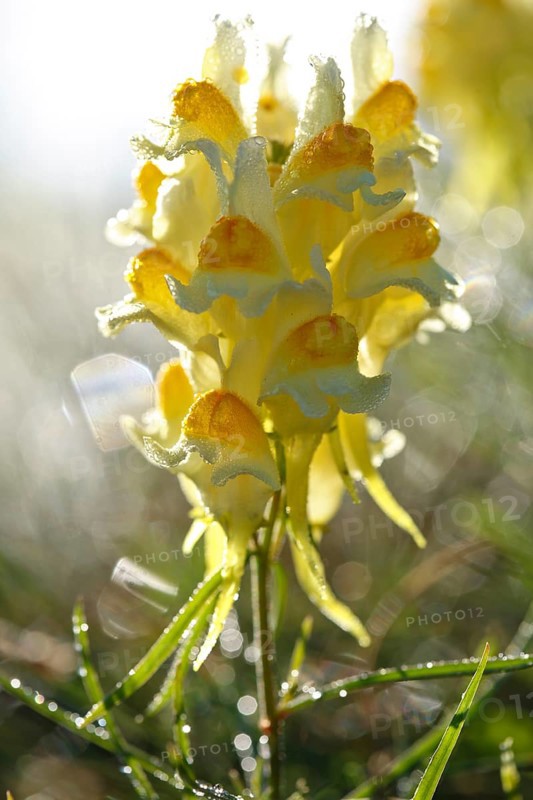 Common Toadflax