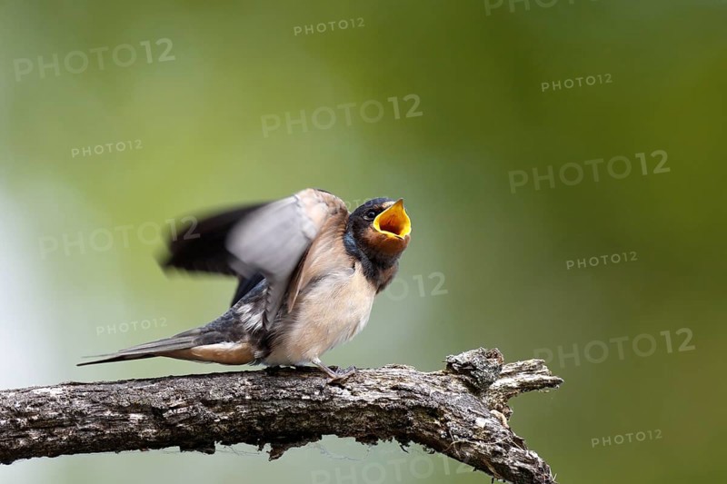 Barn swallow