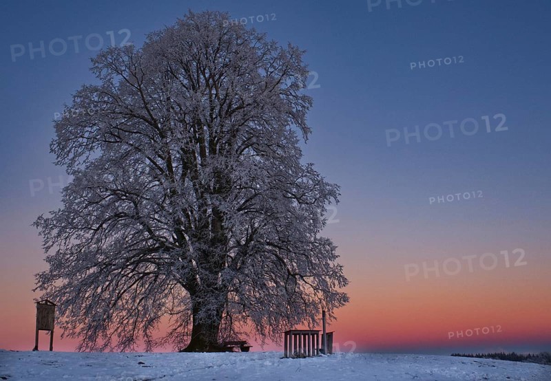 Large-leaved linden in winter shortly after sunset near Seibranz in Allgaeu