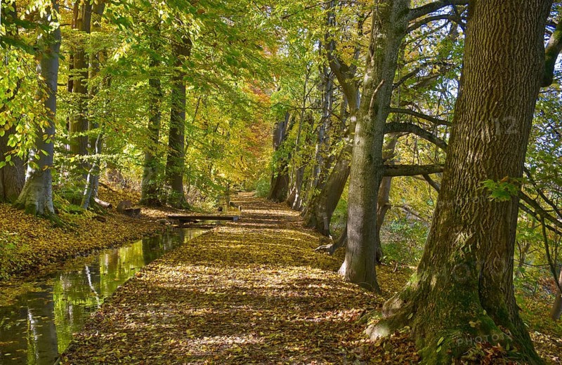 Autumn atmosphere at a small brook
