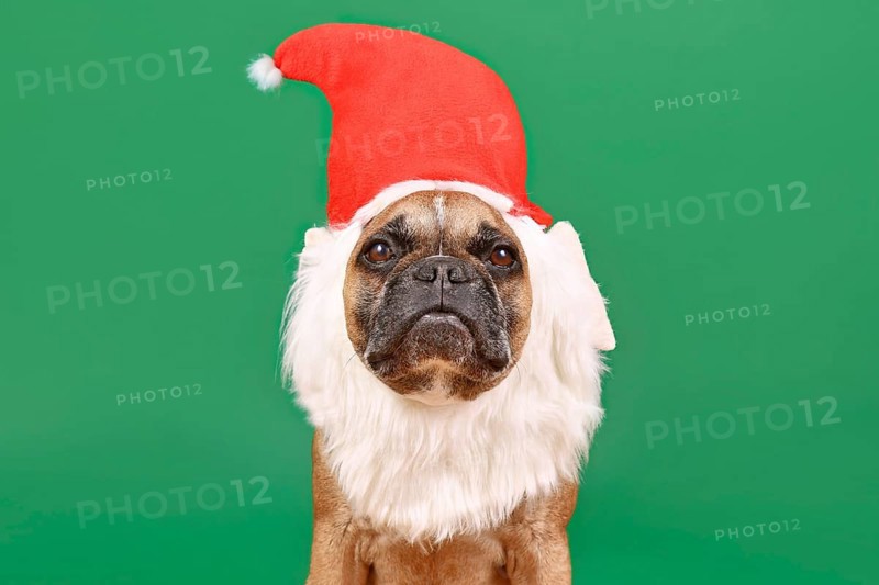 French Bulldog dog with funny Christmas santa hat and white beard costume on green background