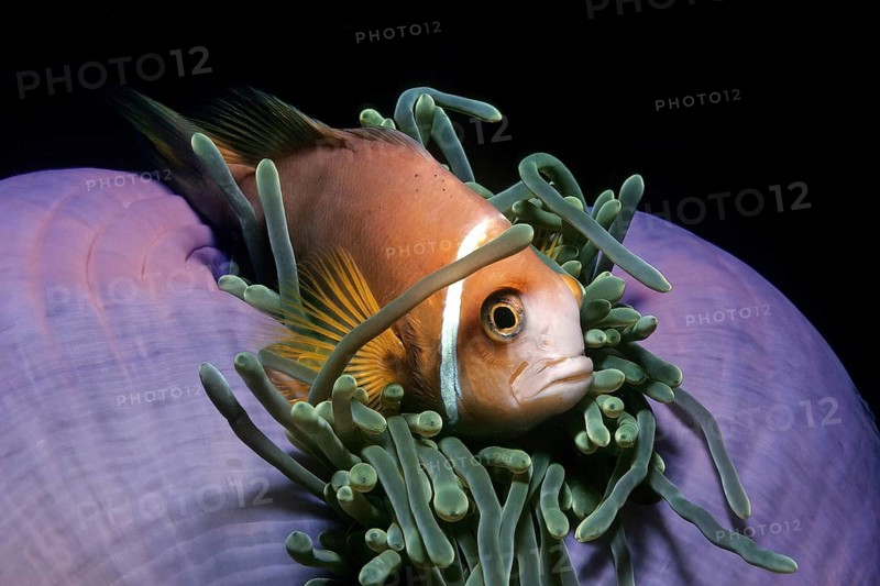 Close-up of maldive anemonefish