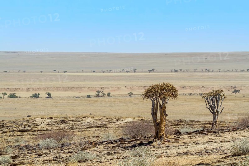Desert-like landscape with quiver tree