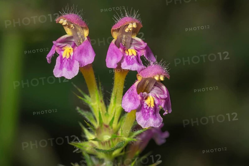 Galeopsis ladanum var. angustifolia