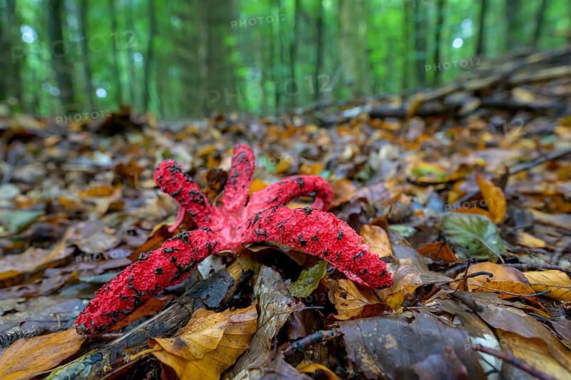 Octopus stinkhorn