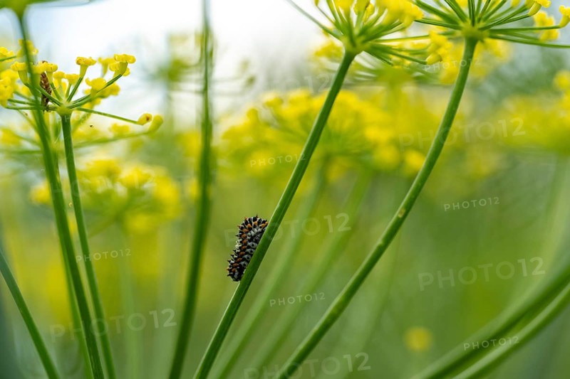Young swallowtail