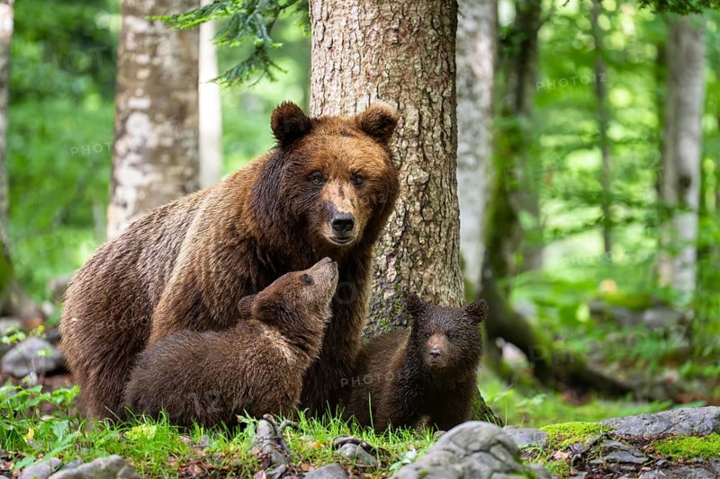 European brown bear