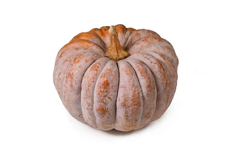 Mature ribbed 'Black Futsu' pumpkin squash with grey and orange skin on white background