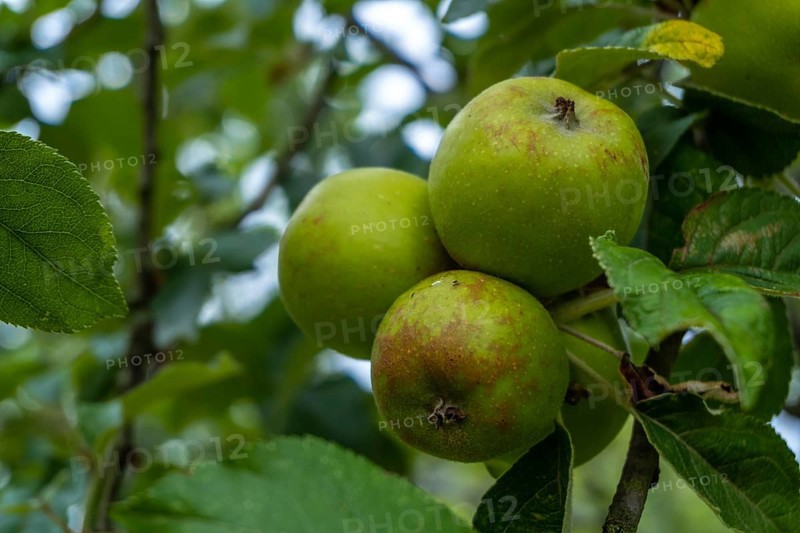 Green apples on the tree