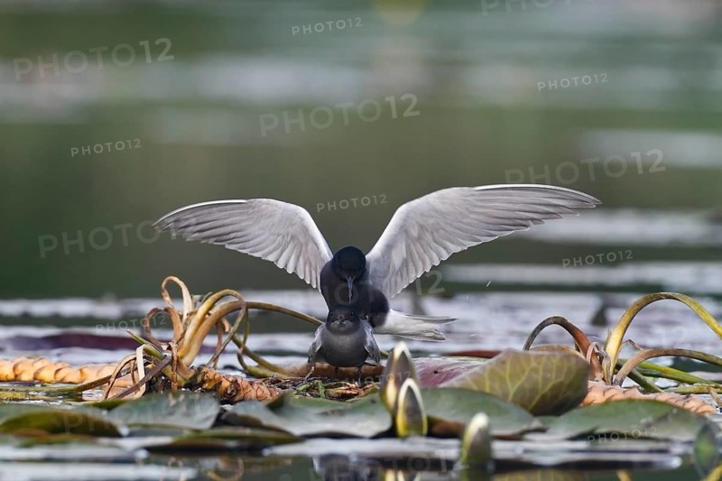 Black Tern