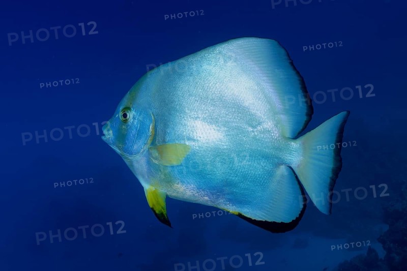 Orbicular batfish