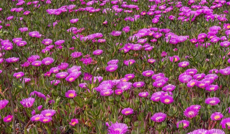 Midday flowers
