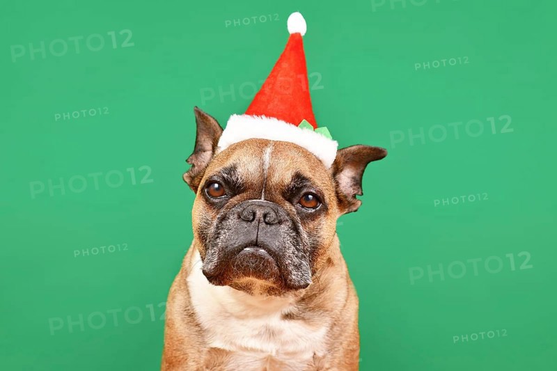 French Bulldog dog dressed up with small red Santa Claus Christmas costume hat in front of green background