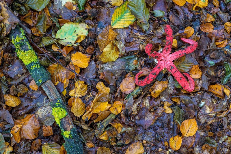 Octopus stinkhorn