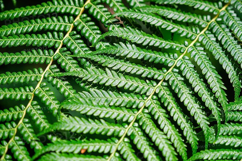 Close up view Sphaeropteris cooperi or Cyathea cooperi lacy tree fern