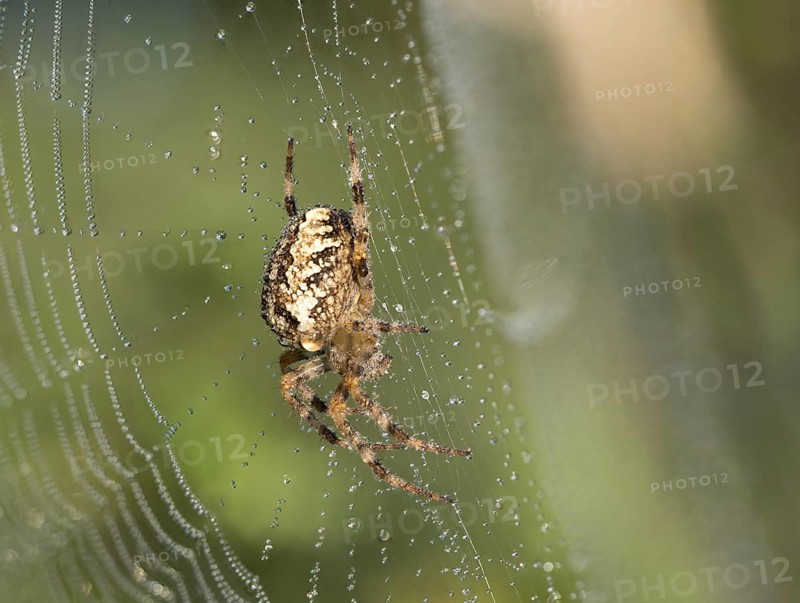 European garden spider
