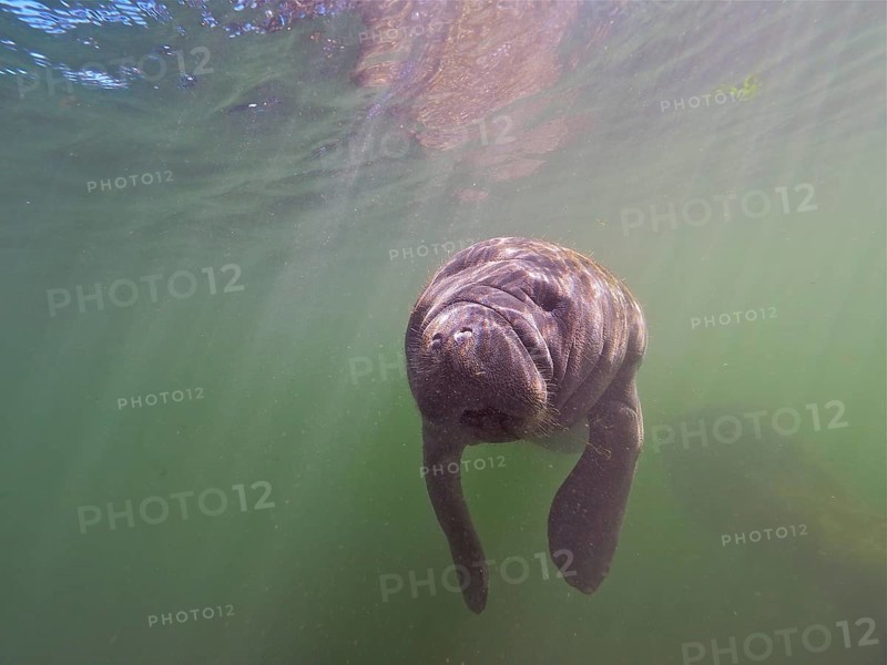 Juvenile round-tailed manatee