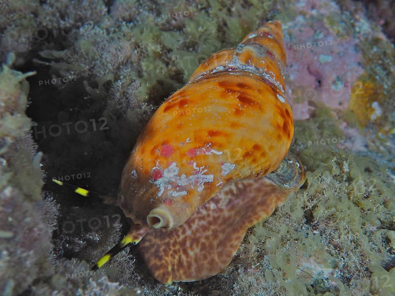 Atlantic triton
