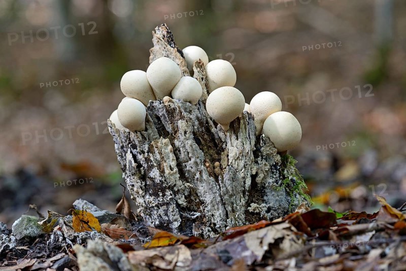 Pear-shaped puffball