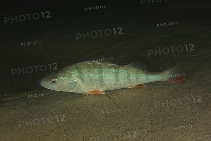 European perch