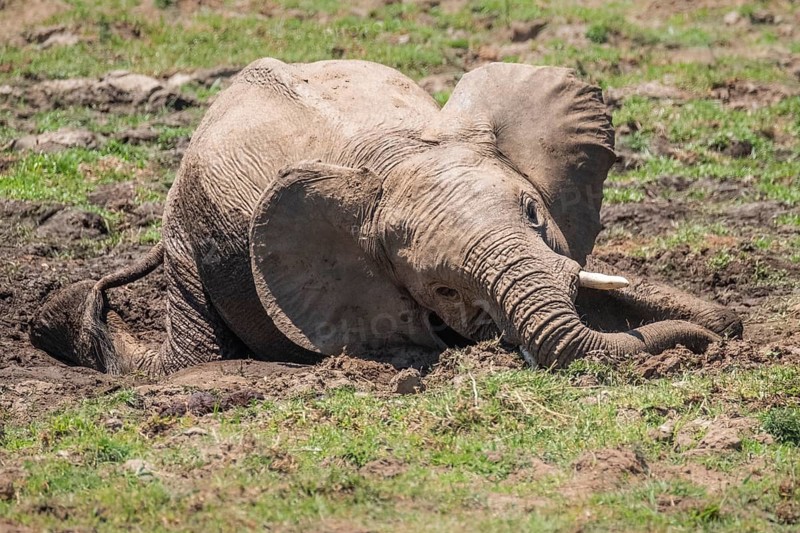 Baby elephant