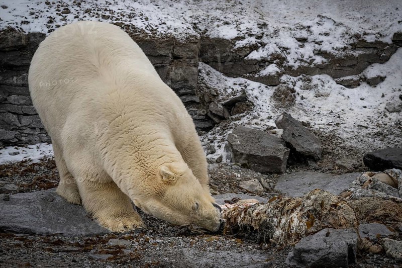 Scavenging polar bear