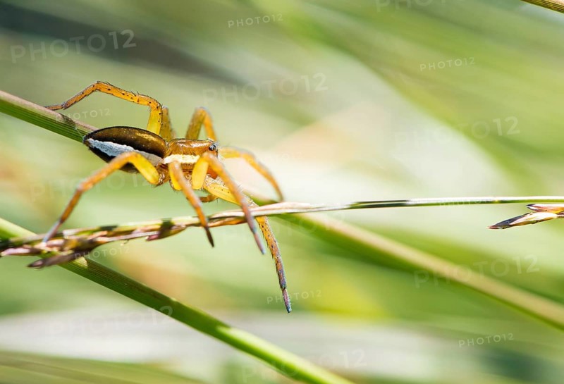 Raft spider