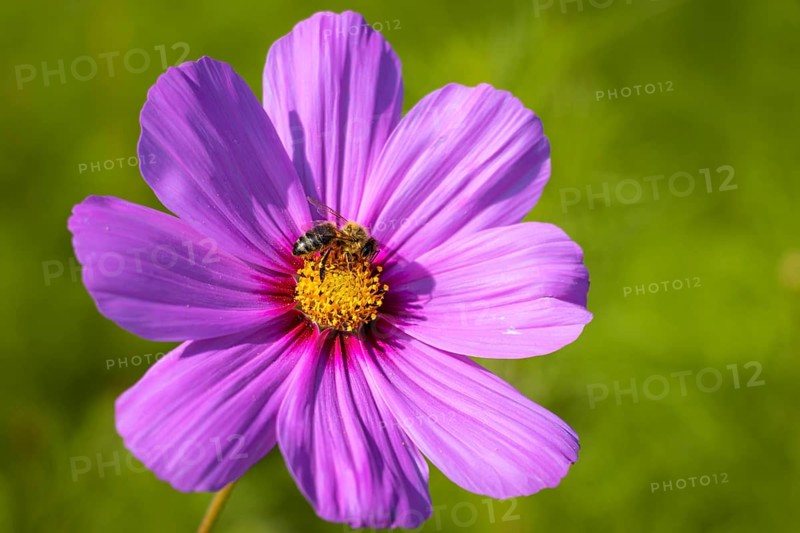Flowers and bees