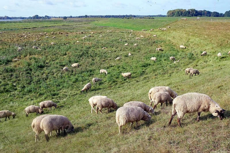 Sheep on the dike