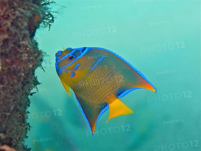 Juvenile queen angelfish