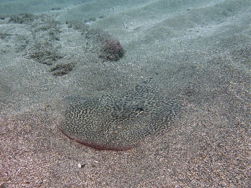 Marbled electric ray