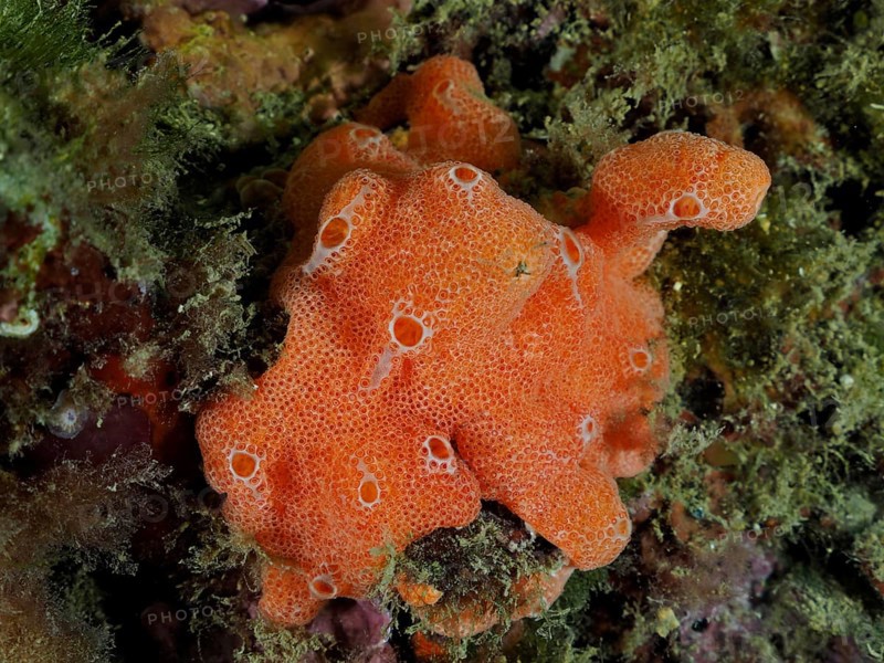 Orange upholstery sponge